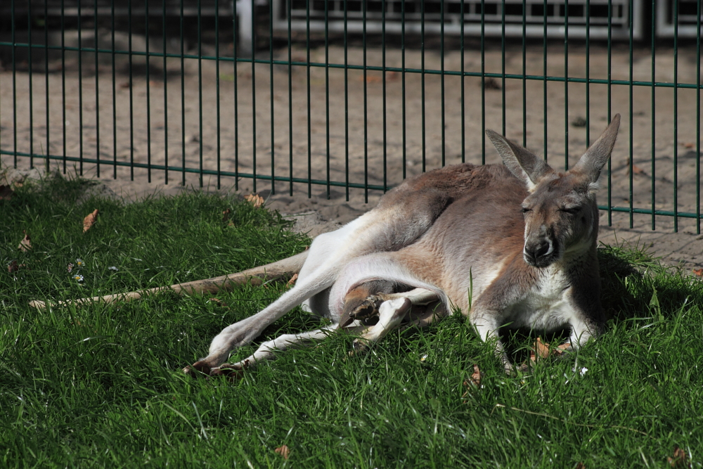 Wieviele Beine hat ein Känguru?