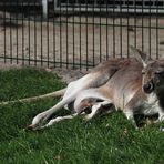 Wieviele Beine hat ein Känguru?