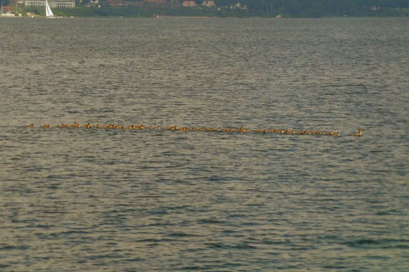 wieviele Eier legt so eine Ente eigentlich ?