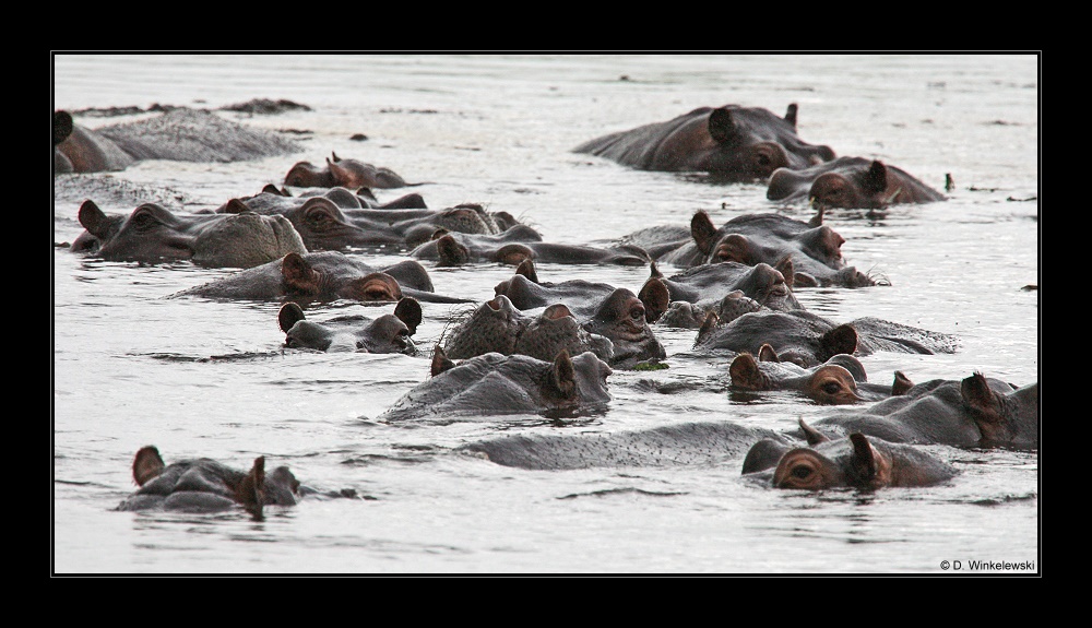 Wieviele Hippos sind auf dem Meeting??