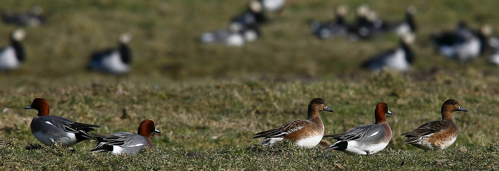 Wigeons