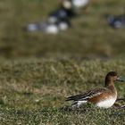 Wigeons