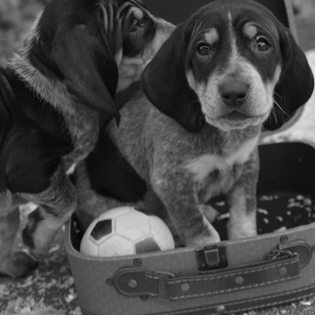 Wiiiiee - Fußball fällt aus?