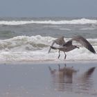 Wijk aan Zee, Holland 2006 Niederländische Möwe