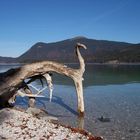 Wikinger am Walchensee