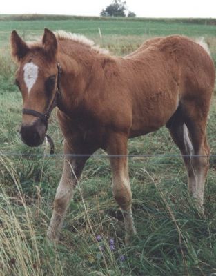 Wiko ( Klappe die 2.)