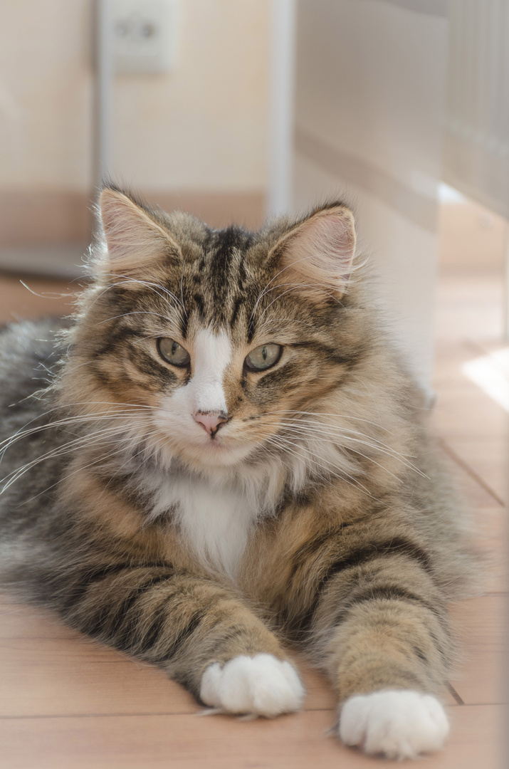 Wil - Norwegian Forest Cat