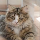 Wil - Norwegian Forest Cat