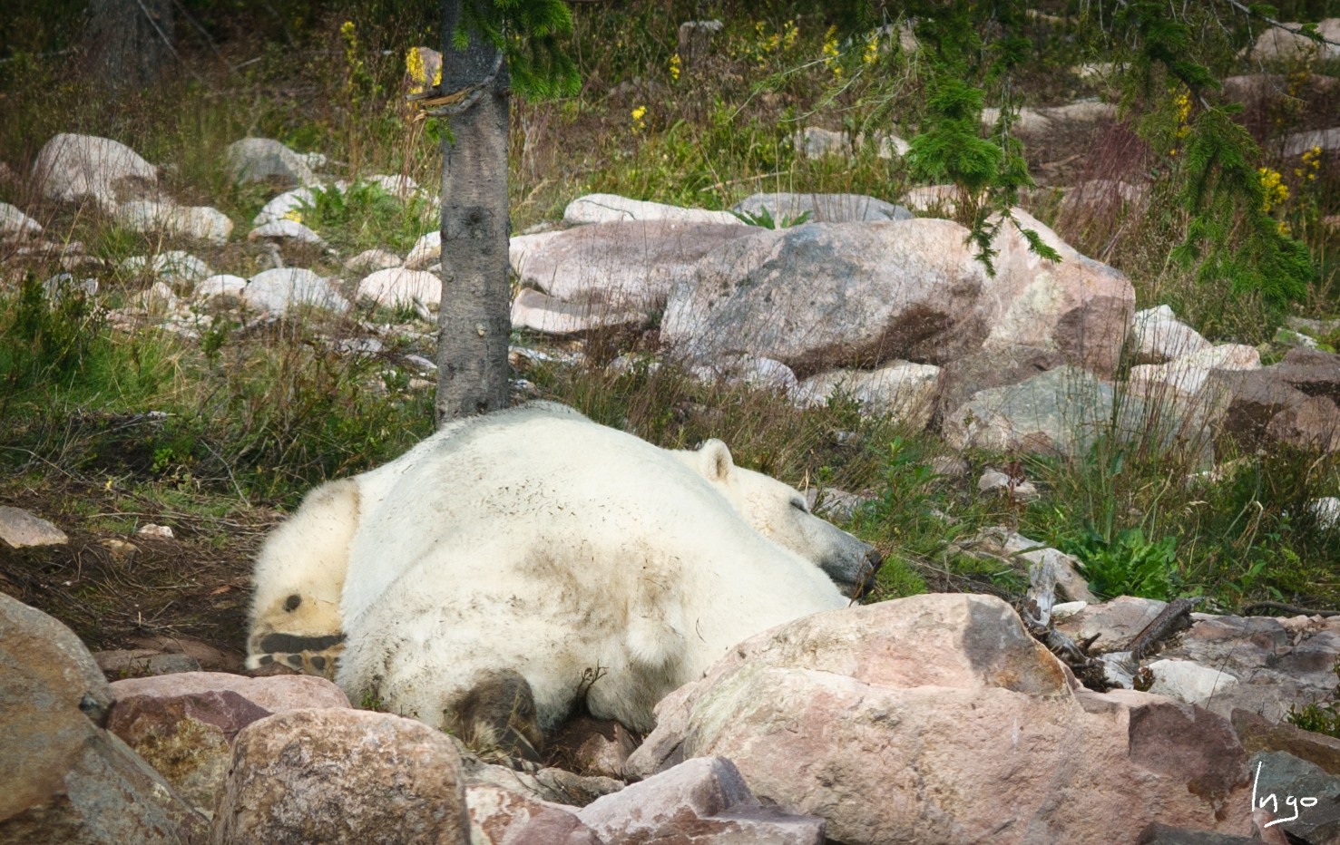 Wilbär