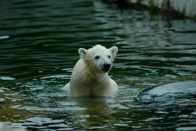 WilBaer Foto & Bild tiere, zoo, wildpark & falknerei, säugetiere