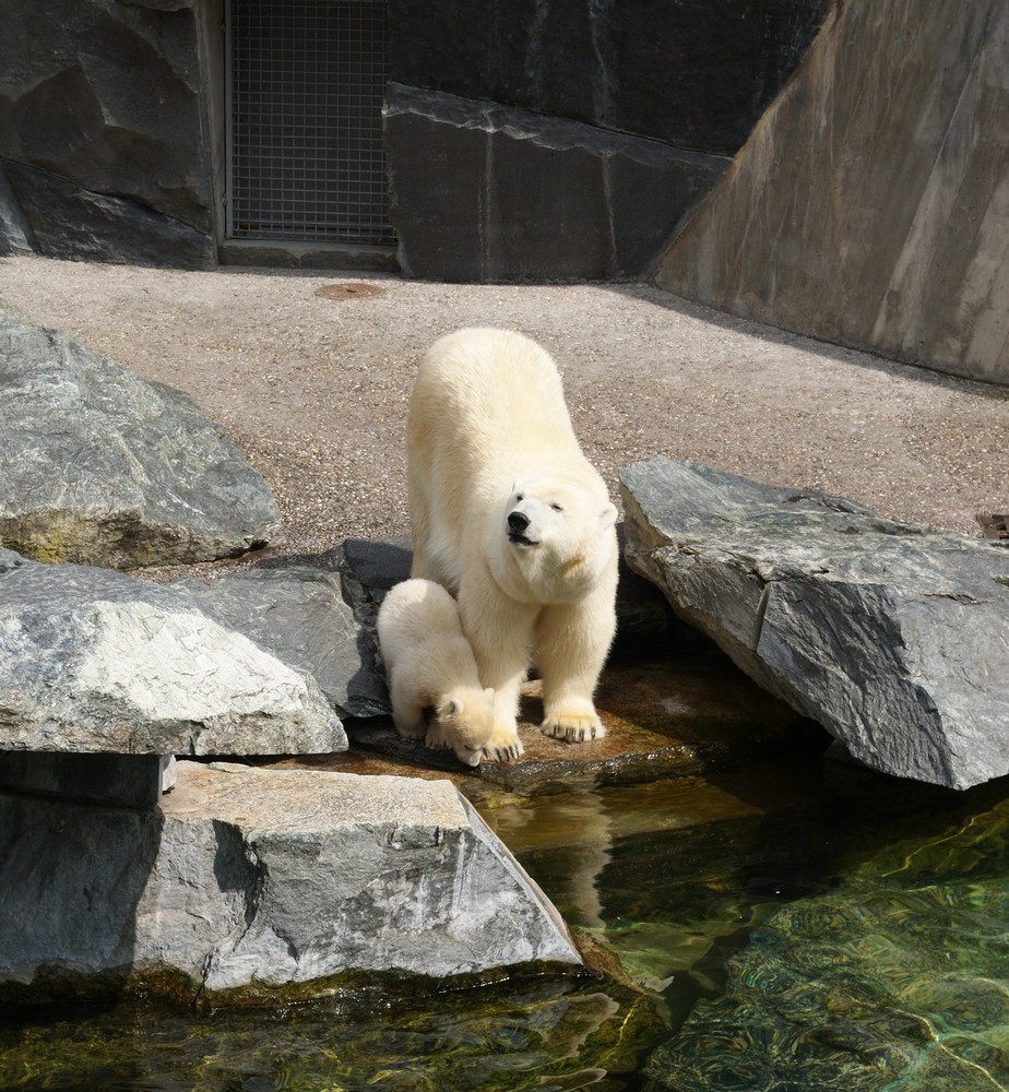 Wilbär aus der Wilhelma, Stuttgart