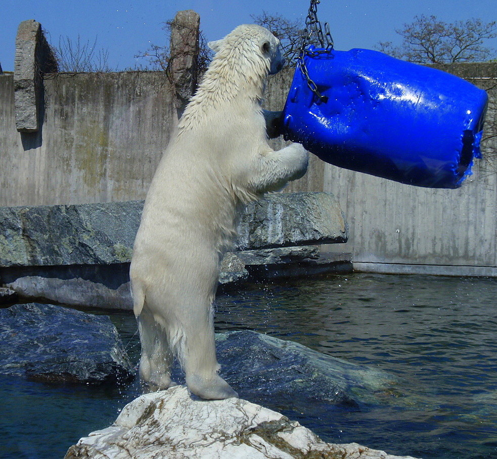 Wilbär beim spielen