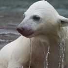 Wilbär, der kleine Eisbär in der Wilhelma Stuttgart, tropfnass