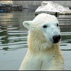 Wilbär! Ein hübscher Teenie!