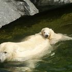 Wilbär erster Schwimmversuch in der Wilhelma Stuttgart