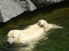 Wilbär erster Schwimmversuch in der Wilhelma Stuttgart