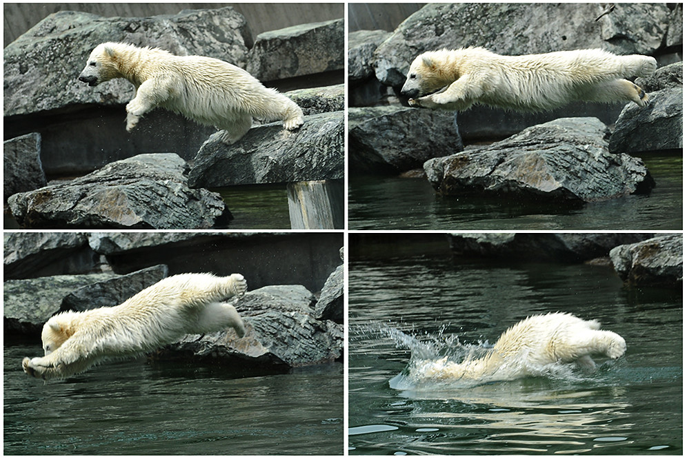 Wilbär geht schwimmen