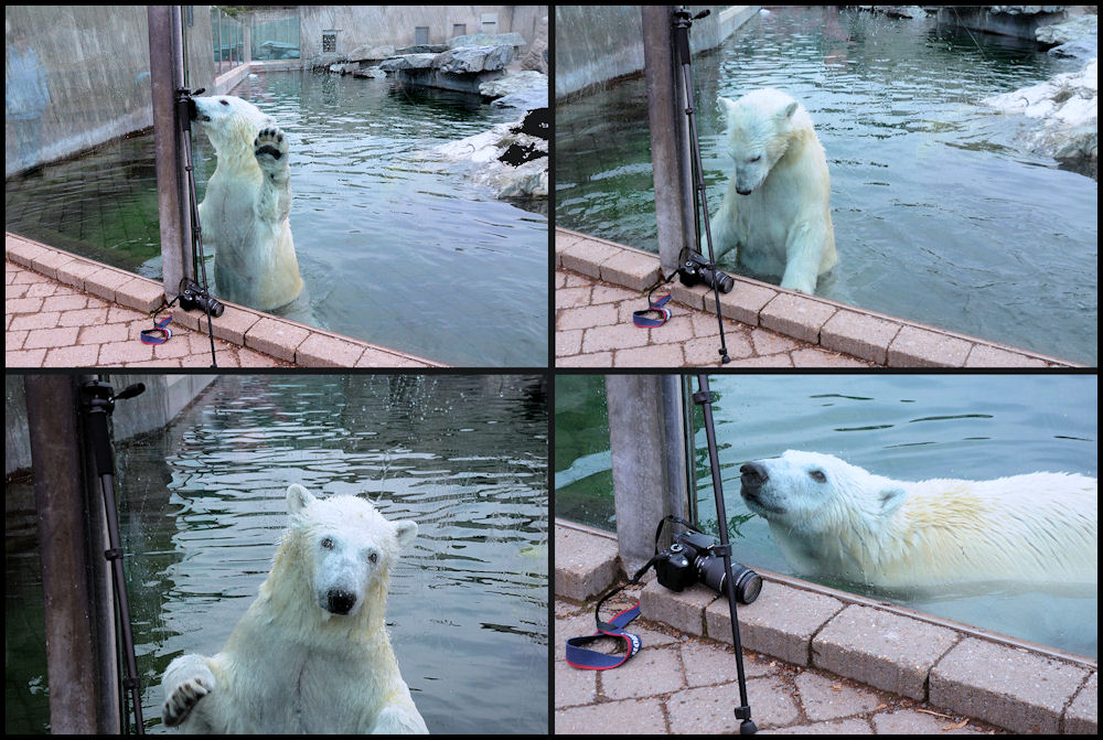 Wilbär hat Interesse an Fotografie