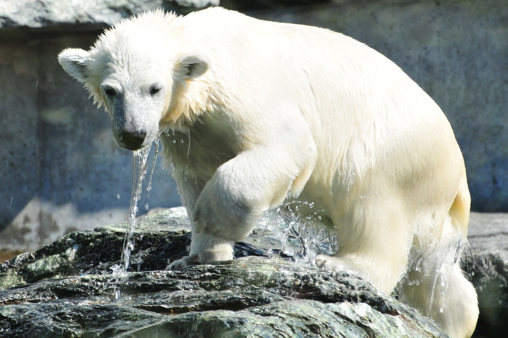 Wilbär im Juli