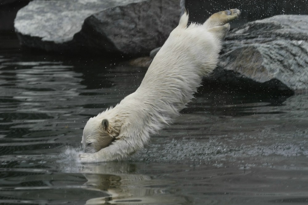 Wilbär in Action (Eisbär Wilhelma Stuttgart)