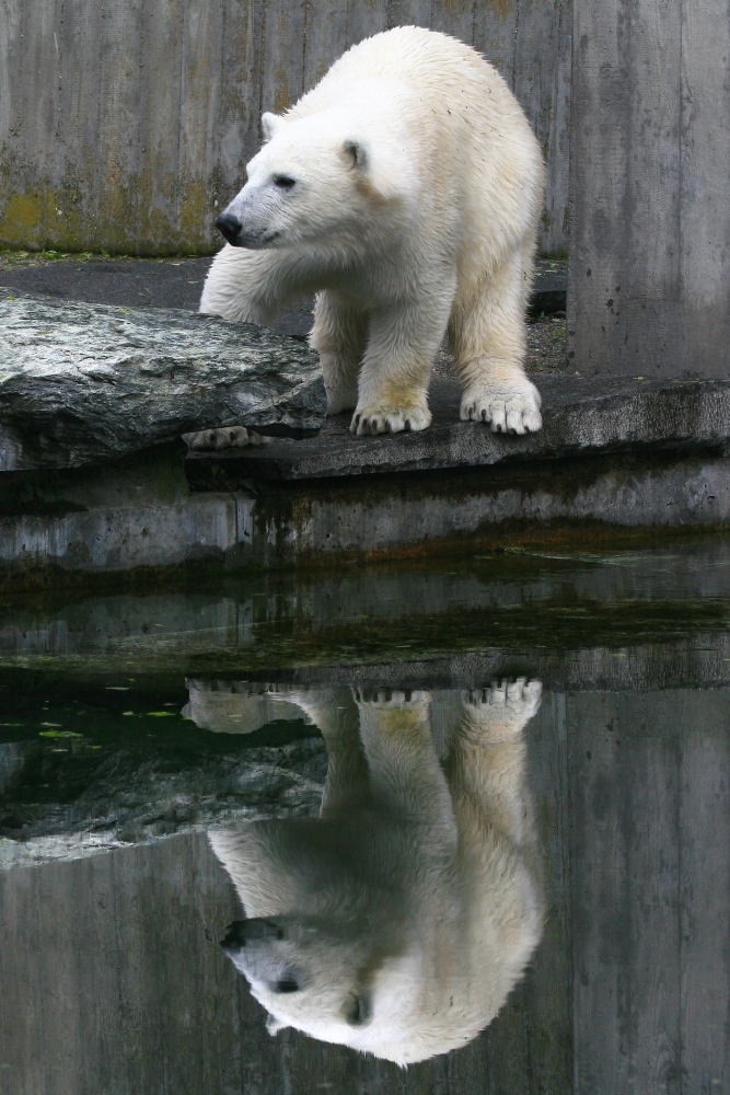 Wilbär mal 2