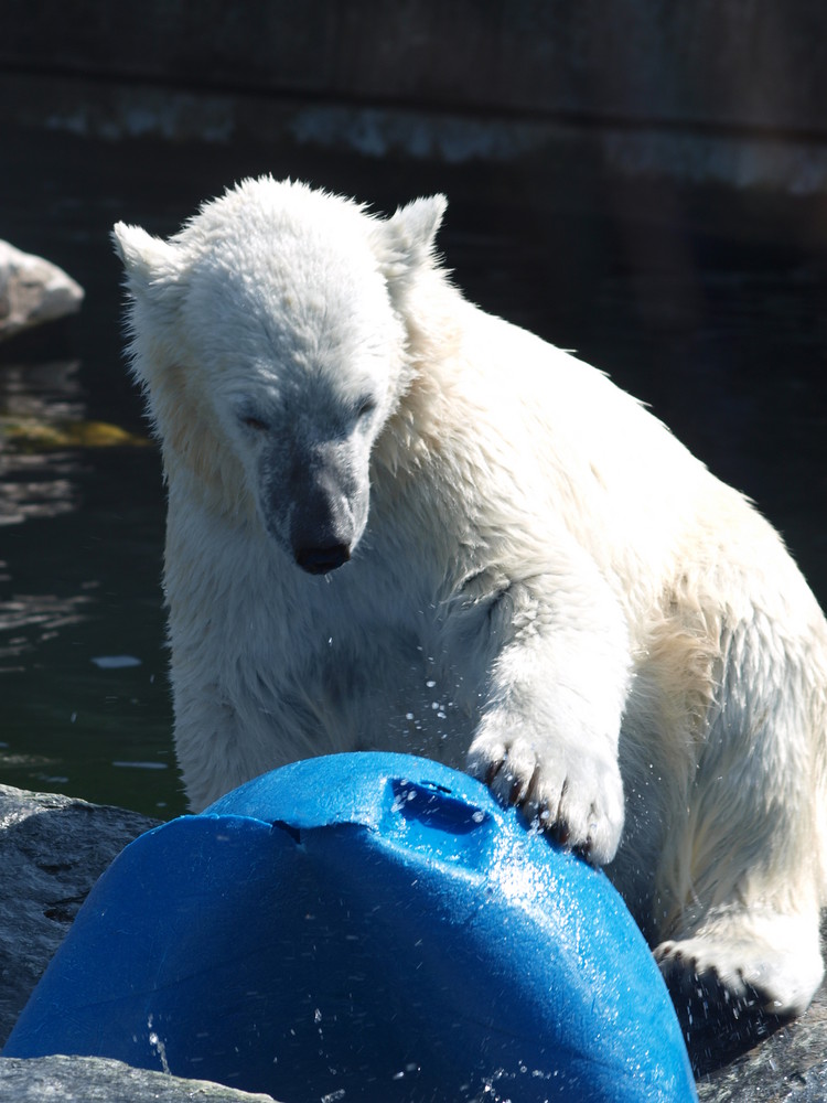 Wilbär spielt