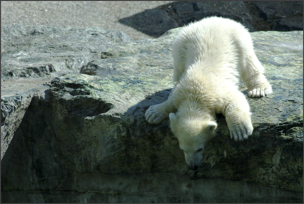 Wilbär traut dem Wasser doch nicht so...