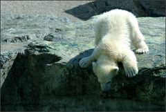 Wilbär traut dem Wasser doch nicht so...