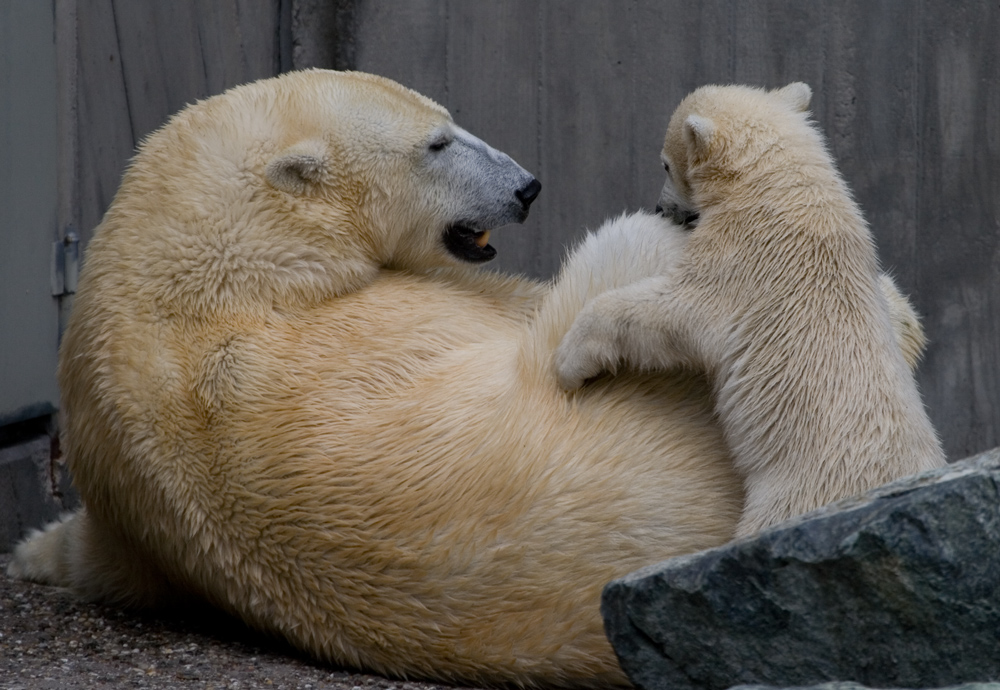 Wilbär und Mutter