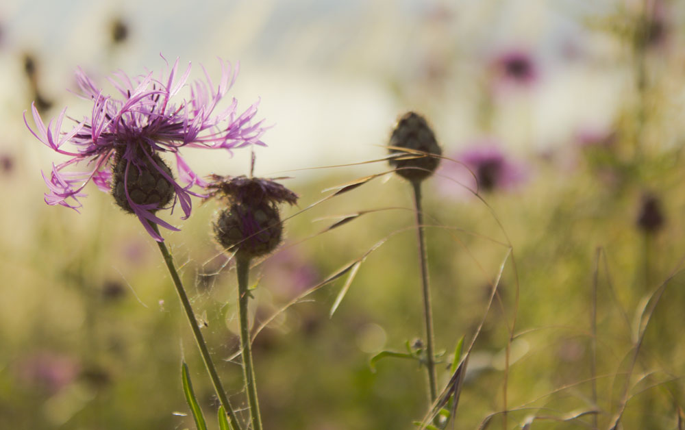 Wilblumen im Sommer