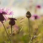 Wilblumen im Sommer