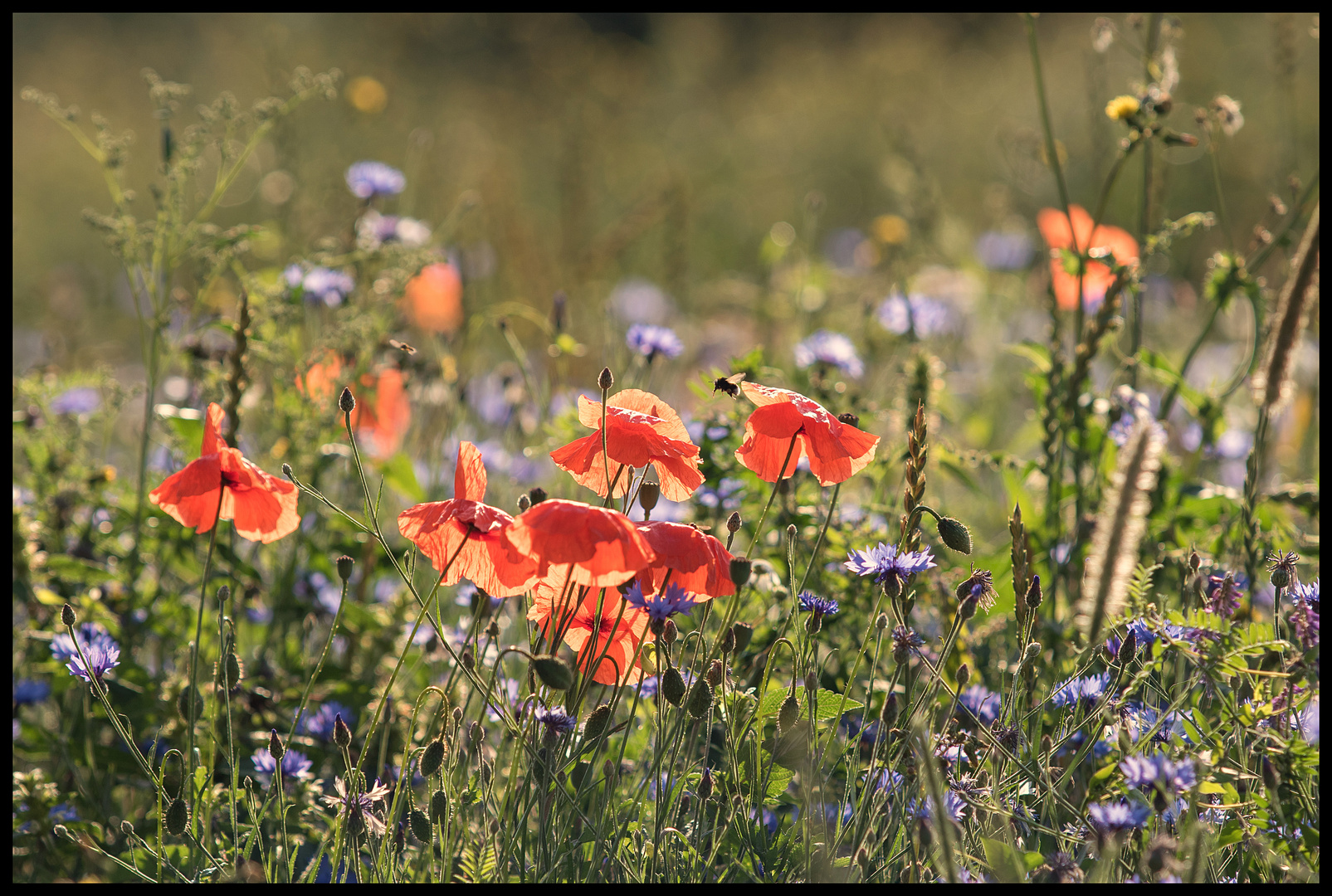 " Wilblumenwiese "