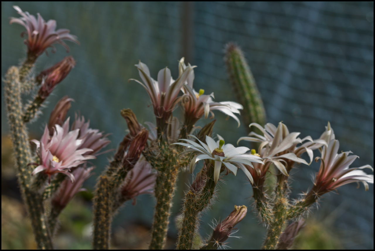 Wilcoxia leucanthus in Blüte