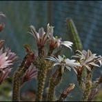 Wilcoxia leucanthus in Blüte