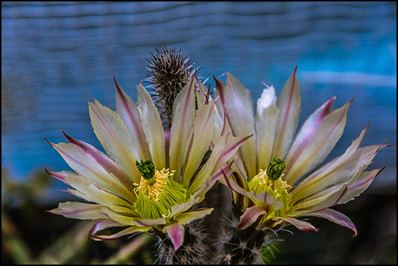 Wilcoxia waldeisii in Blüte