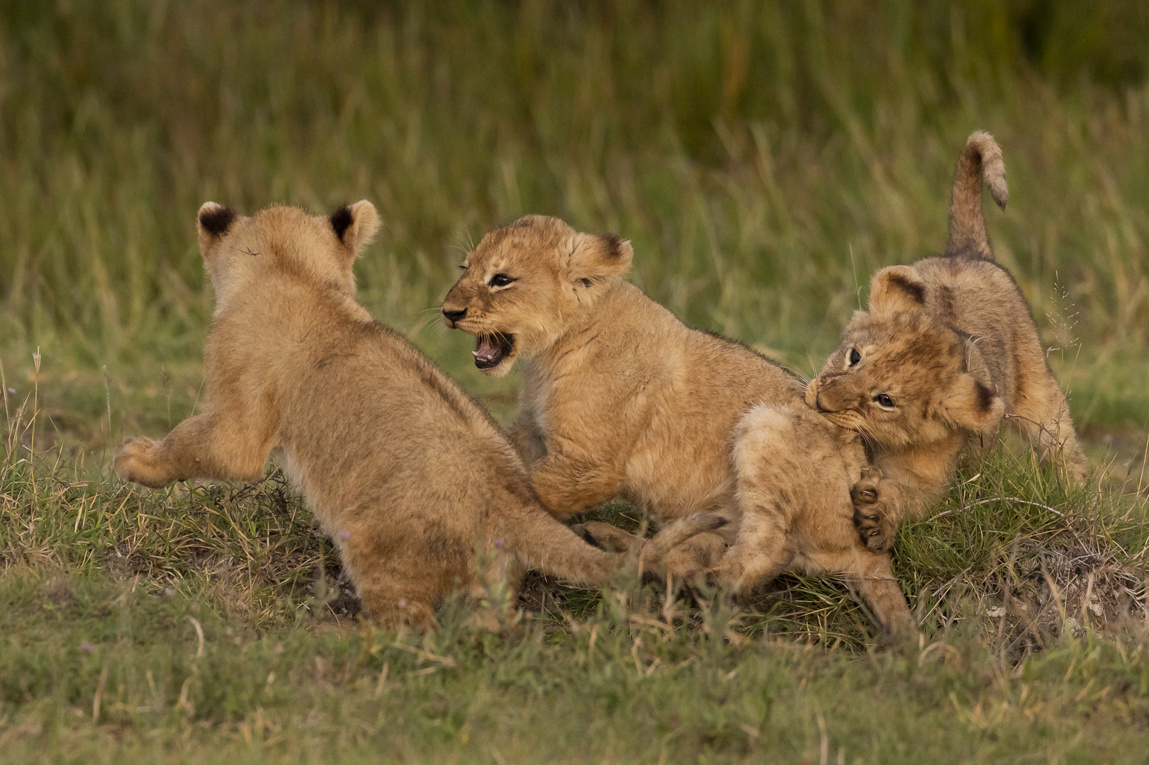 Wild.... Foto & Bild | natur, katzen, reisen Bilder auf fotocommunity