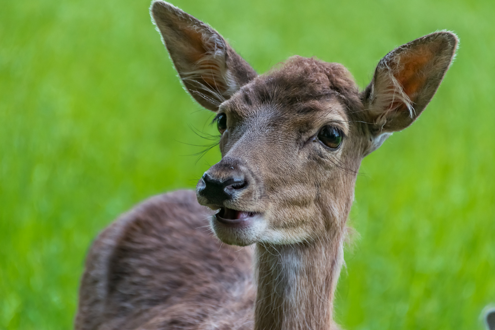 Wild 2 Foto & Bild | tiere, wiese, natur Bilder auf fotocommunity