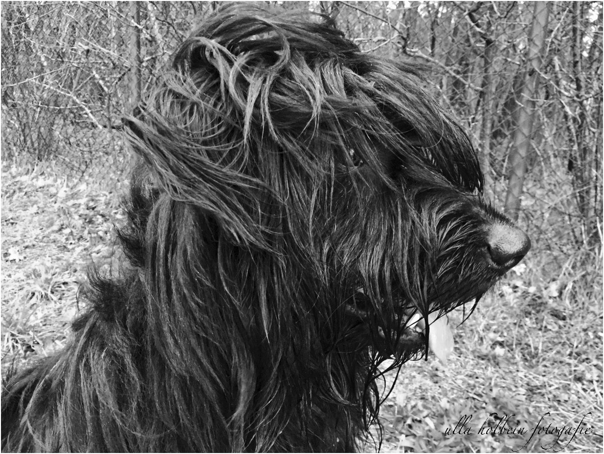 wilD... Foto & Bild | fotos, art, fun Bilder auf fotocommunity