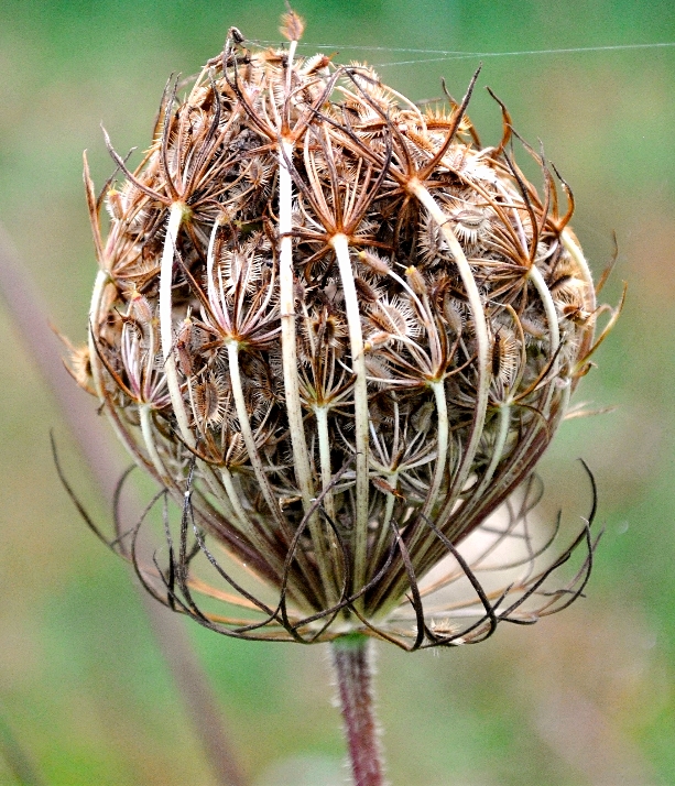 Wild, aber schön 2