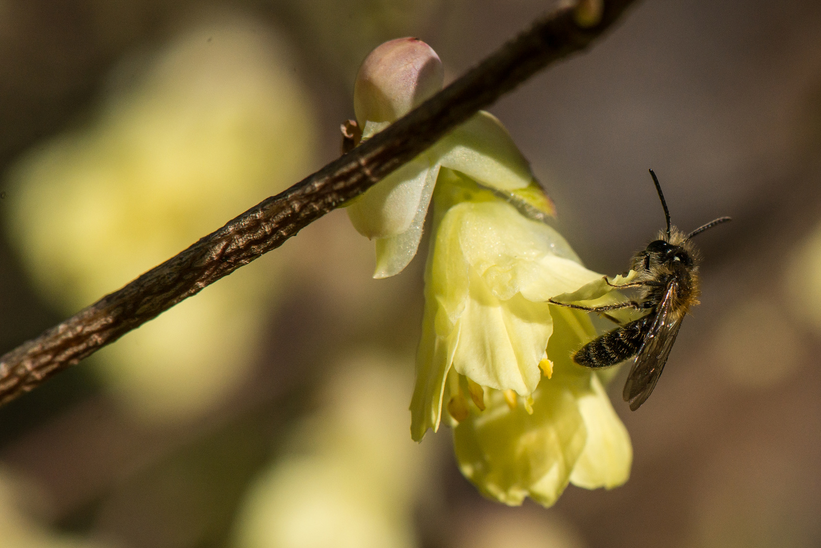 wild aber zierlich