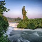 wild africa