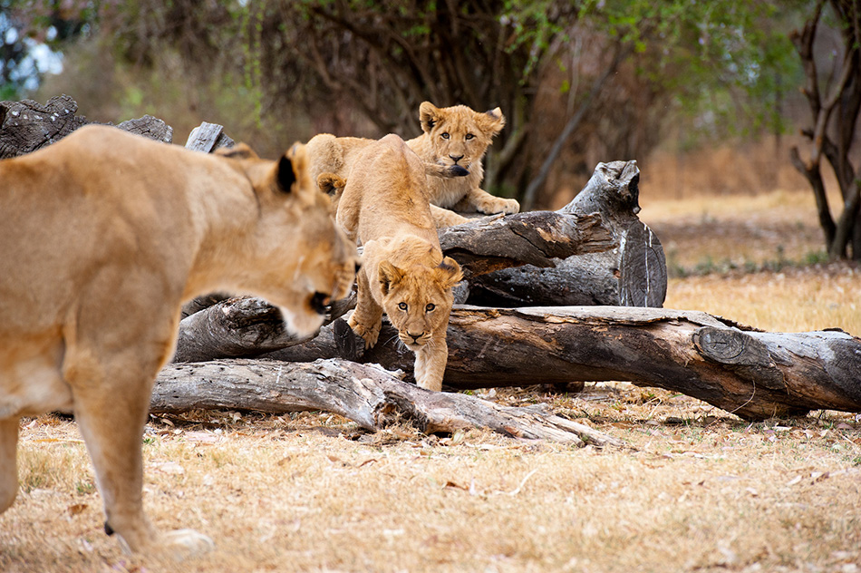 Wild Africa - mom is coming home