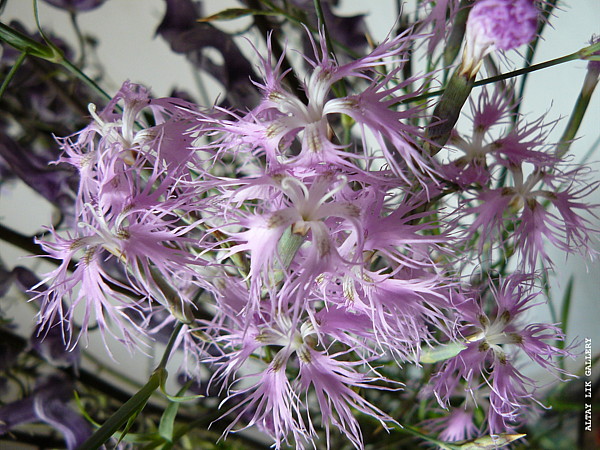 WILD ALTAY FLOWERS