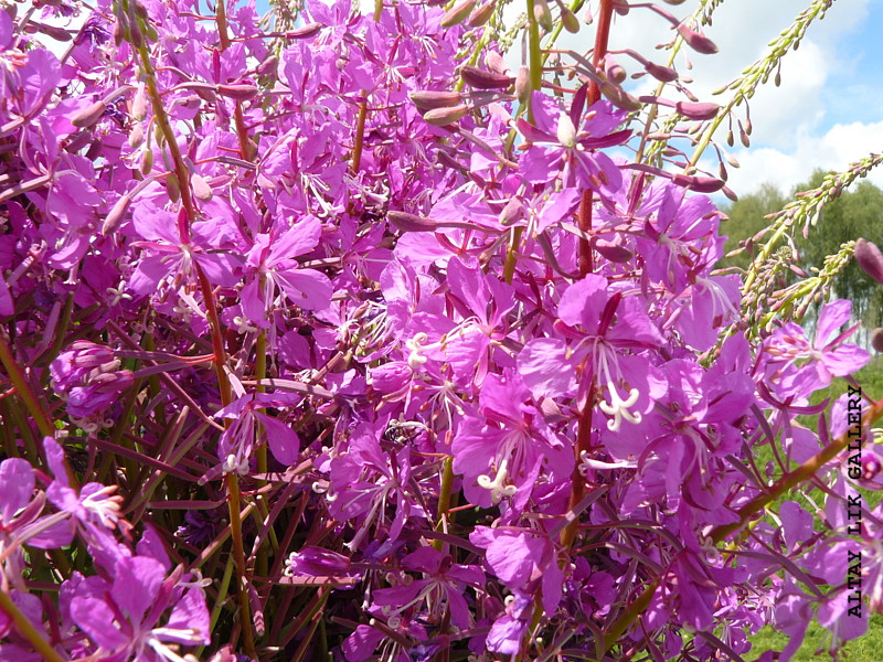 Wild Altay flowers