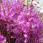 Wild Altay flowers