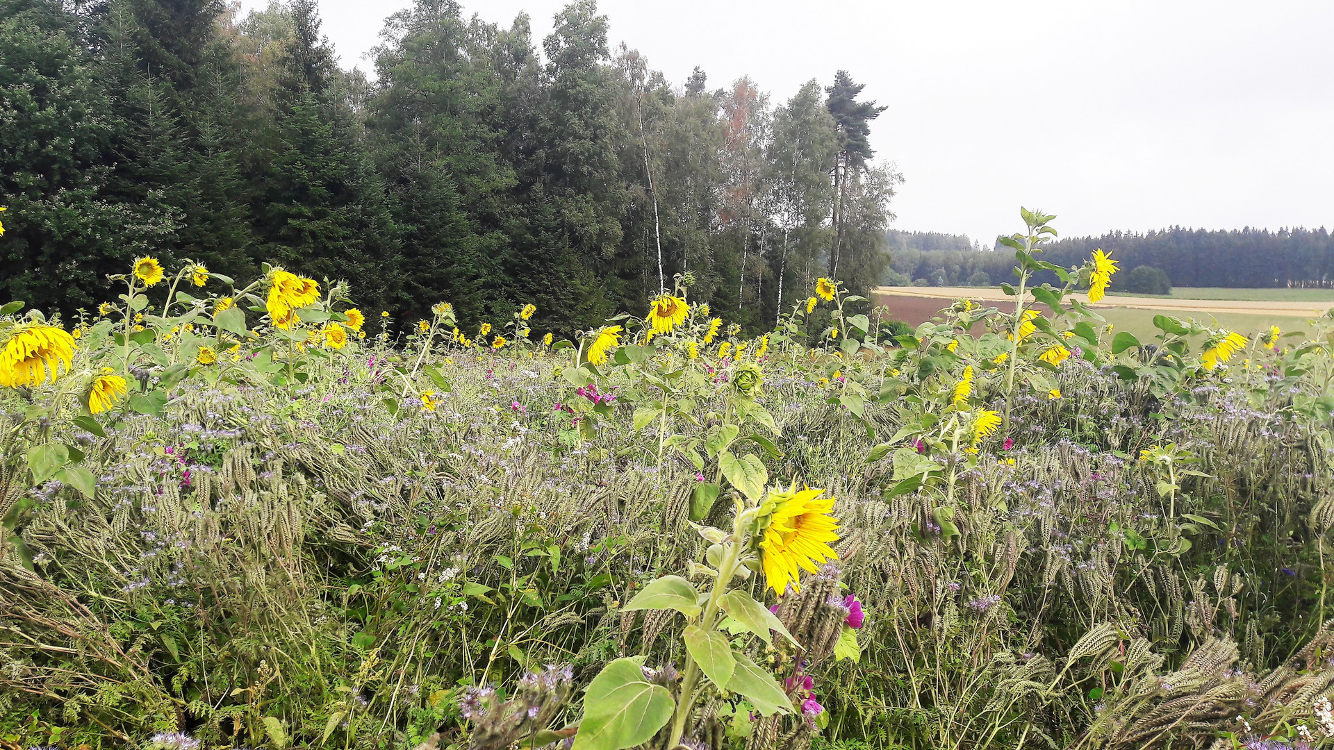 wild am Wald