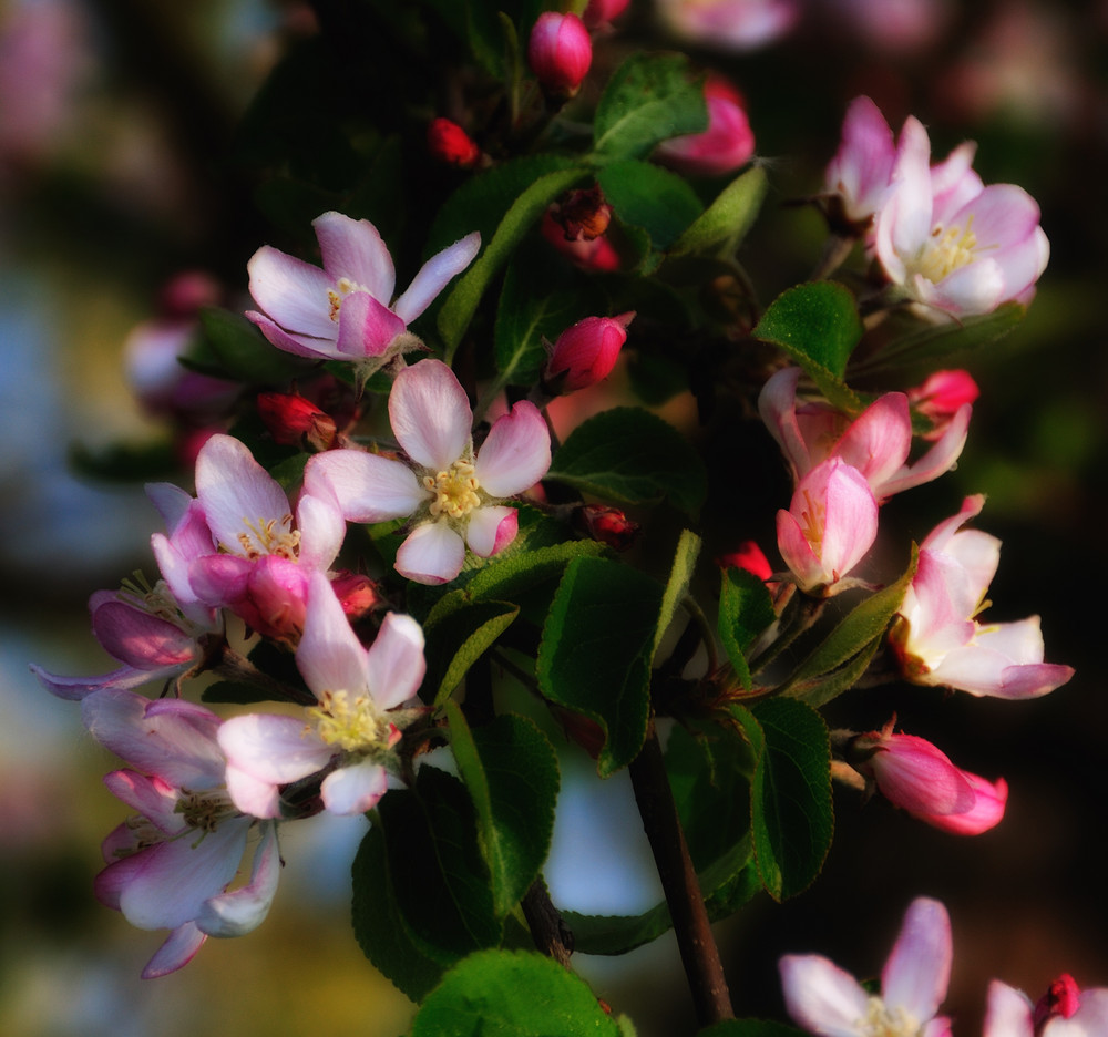 wild apple blossom tales ...