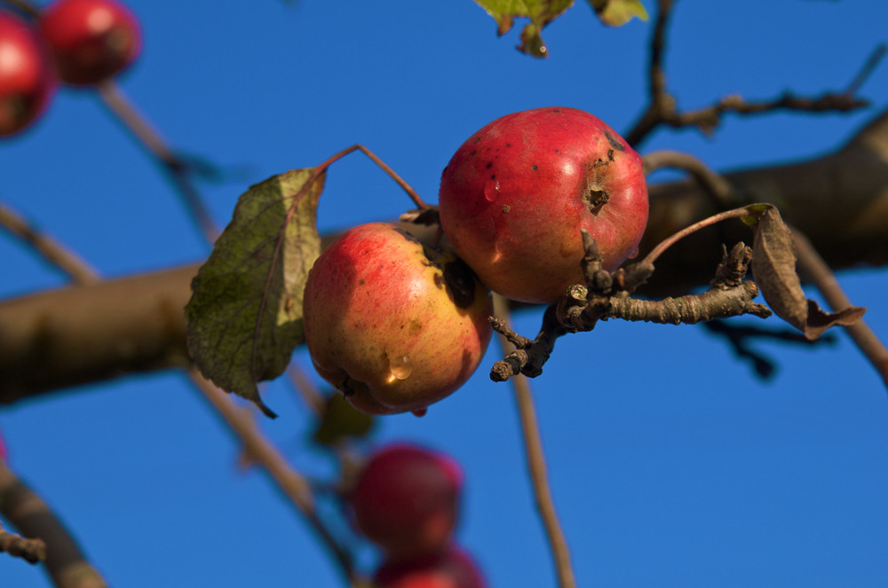 Wild apple tree