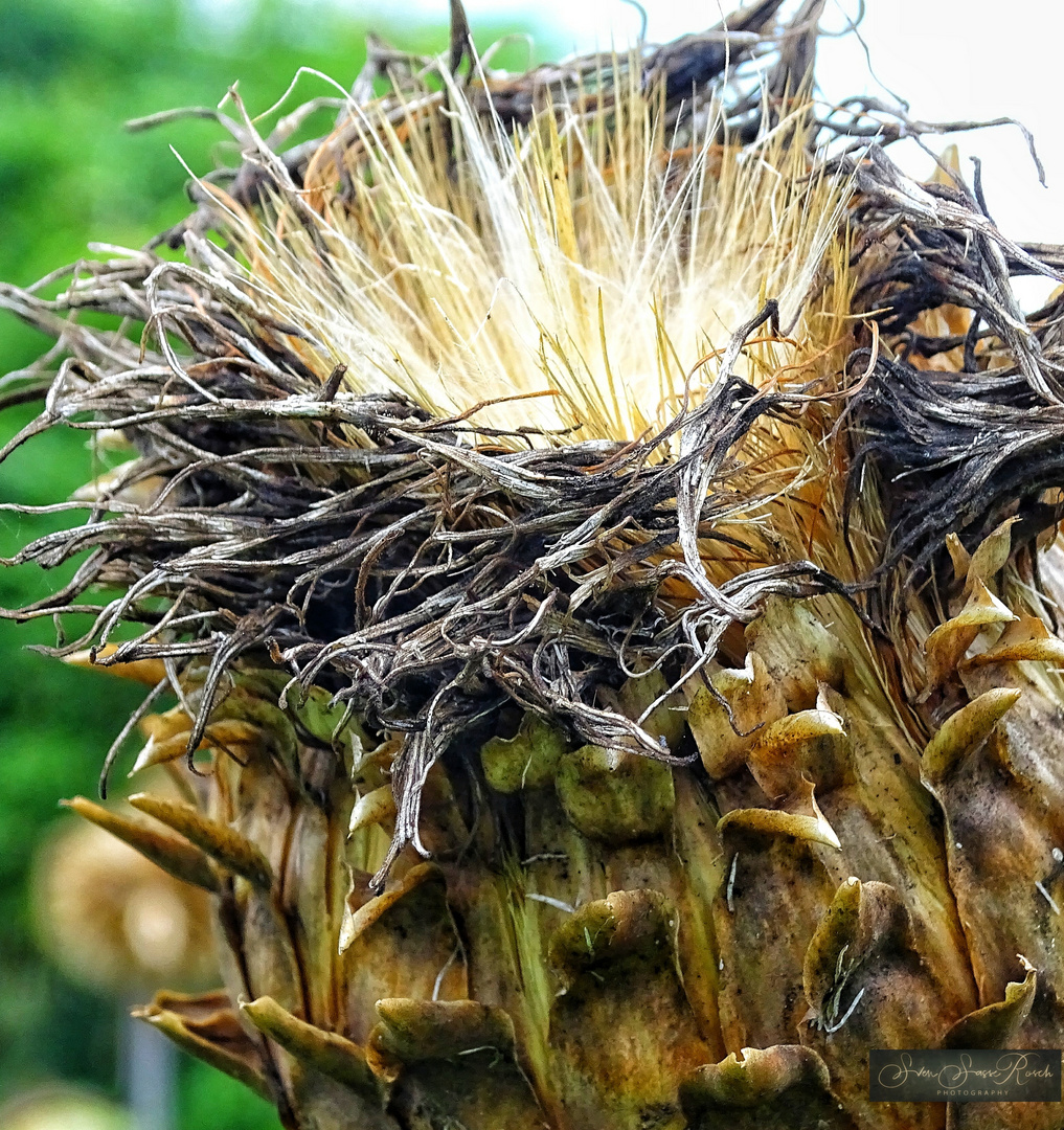 Wild Artichokes 