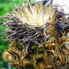 Wild Artichokes 